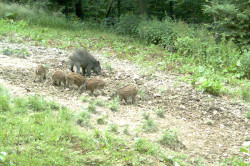 Wildschwein