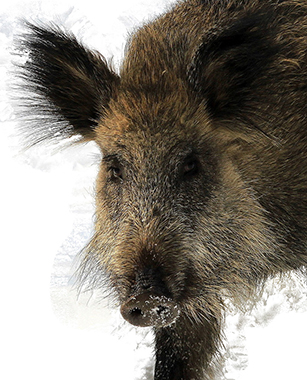 Wildschwein-Frei 380