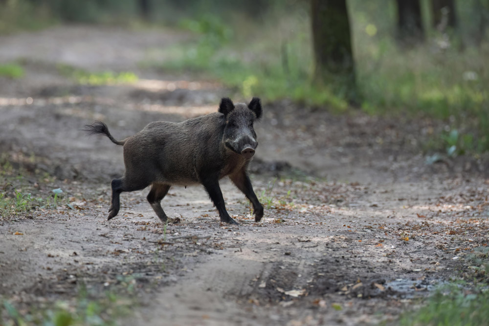 Galerie Wildschwein