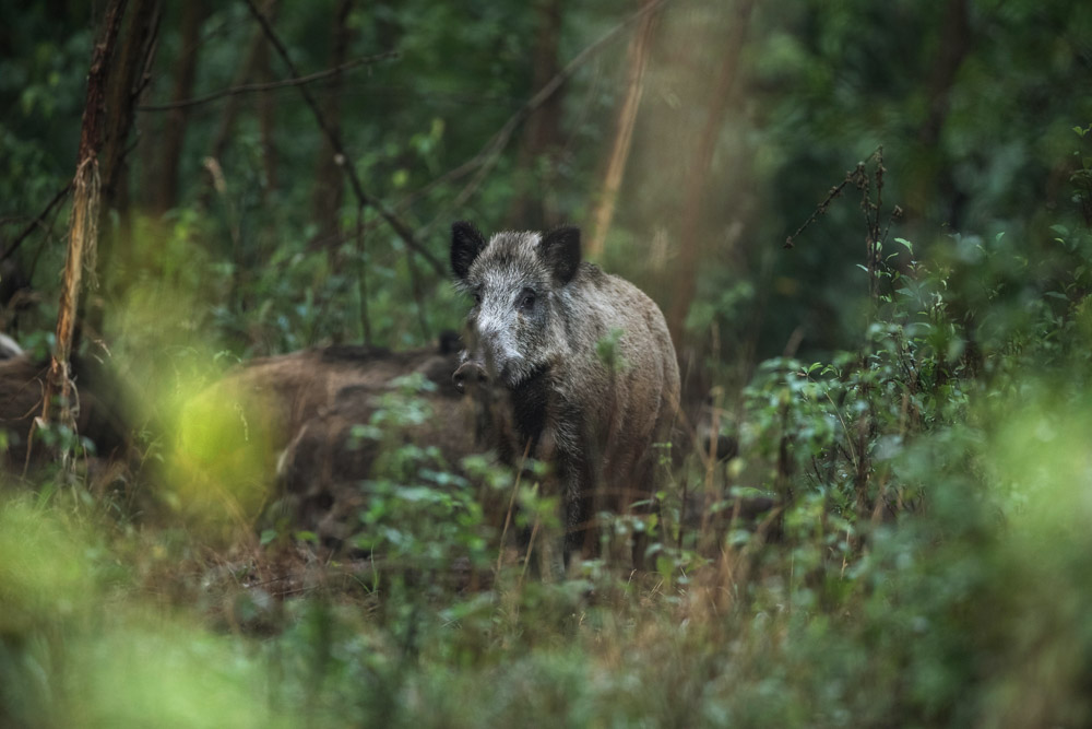 Galerie Wildschwein