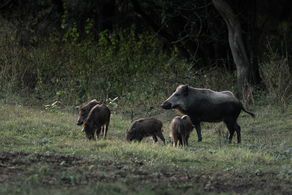 Galerie Wildschwein