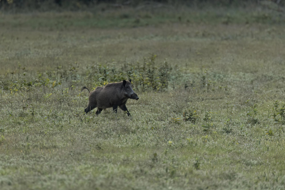 Galerie Wildschwein